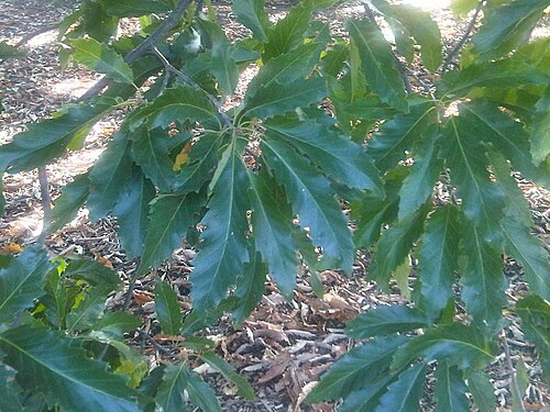Chestnut-leaved oak: Pedunculate Oak or English Oak (Quercus robur) leaves in Kew Gardens, England.