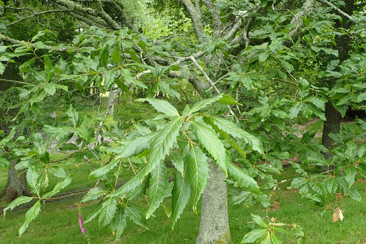 Chestnut-leaved oak: Quercus castaneifolia in Hackfalls Arboretum, Hawkes's Bay