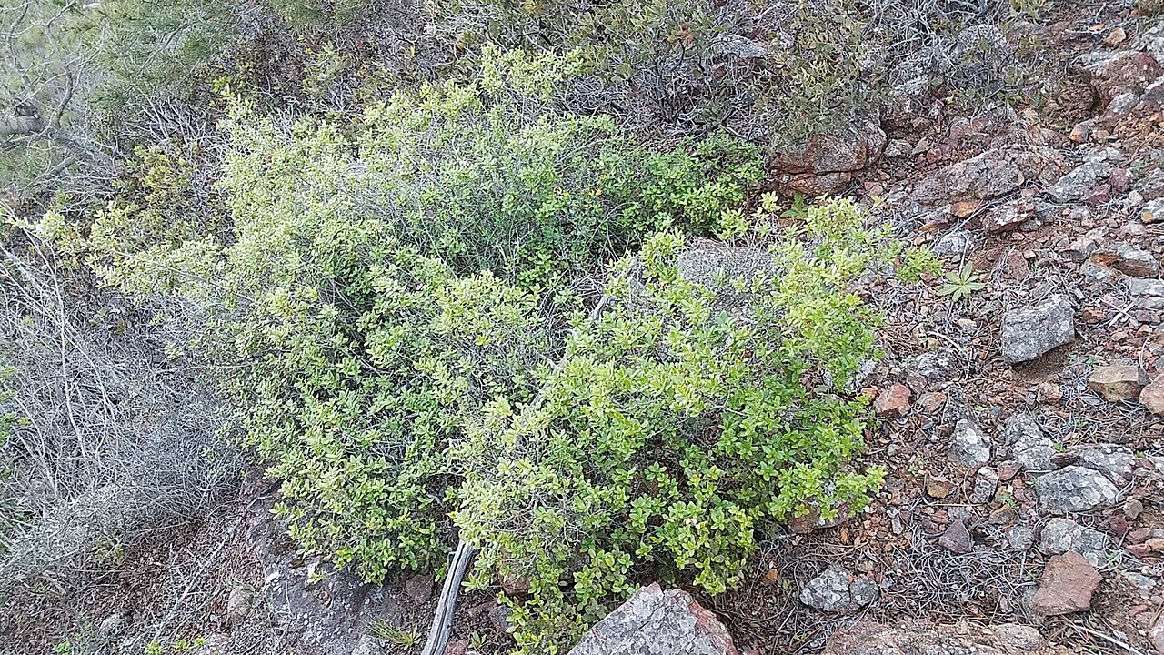 Cedros Island oak: Cedros Island oak