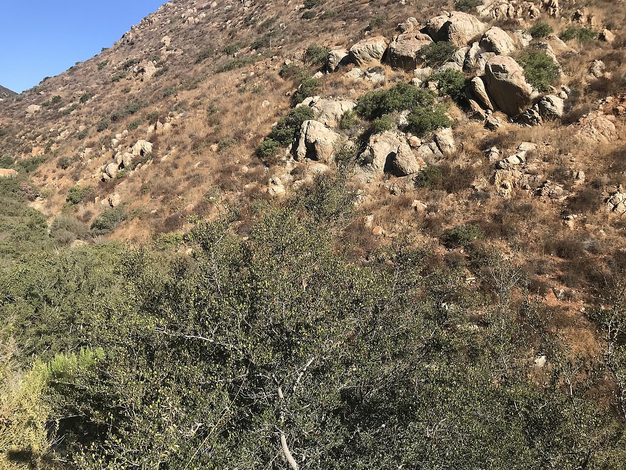 Cedros Island oak: Cedros Island oak