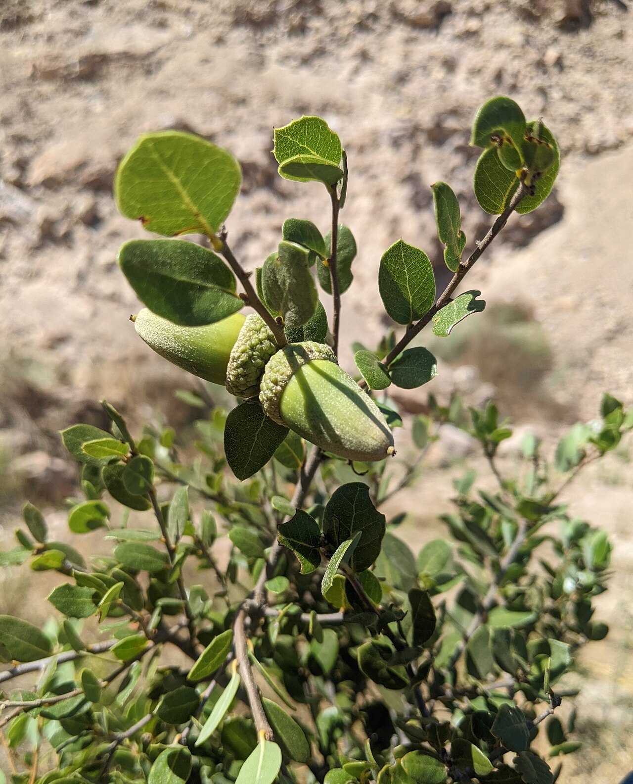 Cedros Island oak: Cedros Island oak ( Quercus cedrosensis ) in Mexico