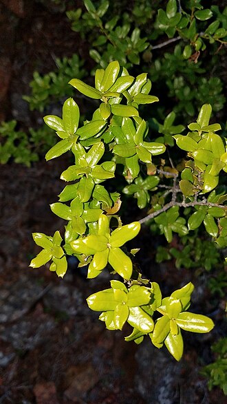 Cedros Island oak: Cedros Island oak