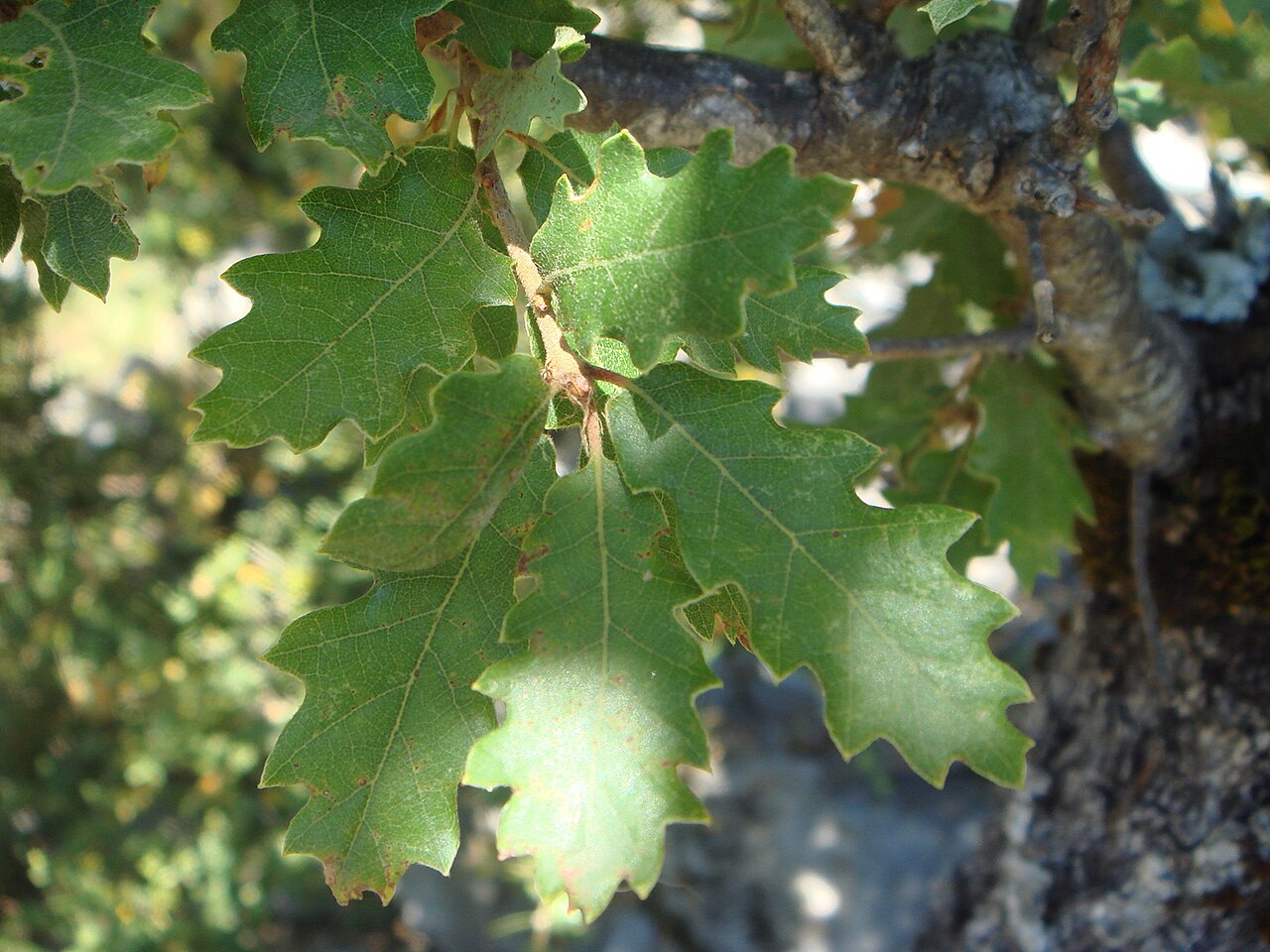 Quercus cerrioides: ( Quercus × cerrioides ) Escuaín , Pirineos (Huesca), España.
