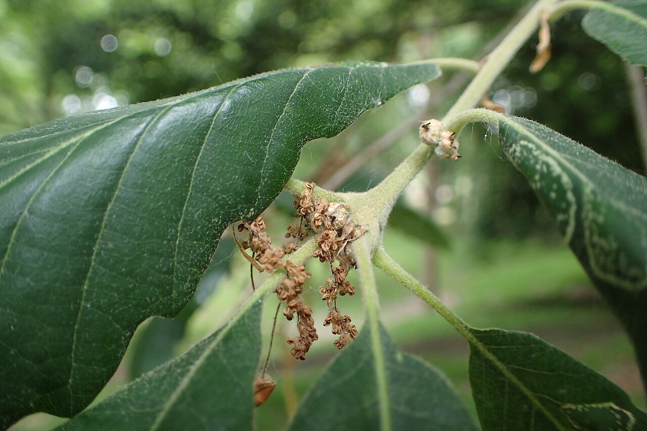 Quercus cerrioides: Quercus × anselmii (Q. pubescens x canariensis) in Hackfalls Arboretum, Hawkes's Bay
