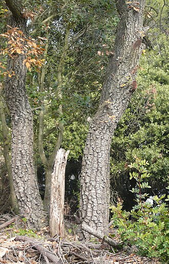 Quercus cerrioides: Quercus cerrioides . Collserola , Catalonia .