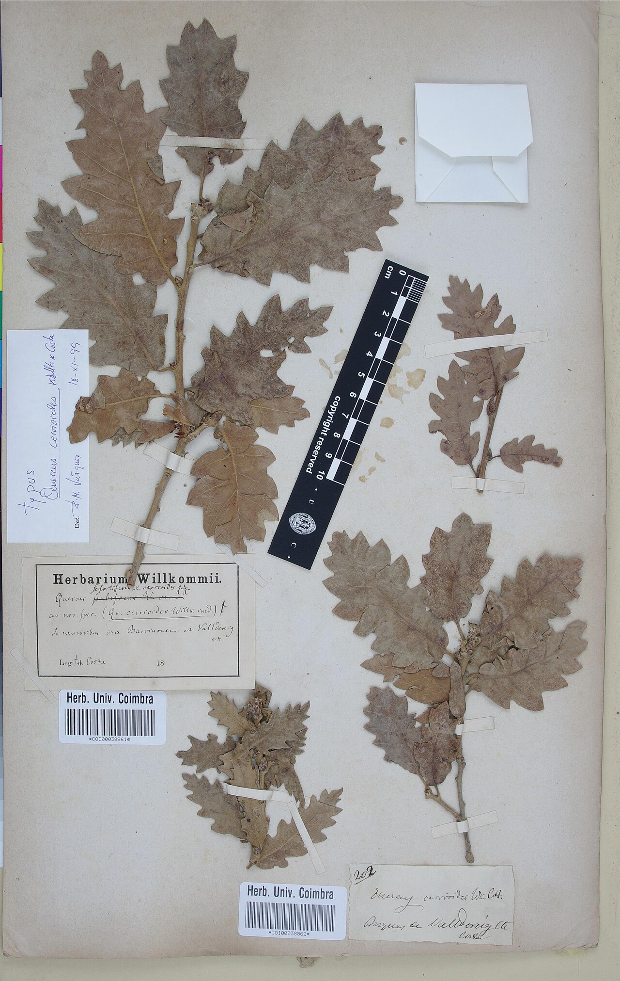 Quercus cerrioides: Photograph of Type of Quercus cerrioides at Herbarium of the University of Coimbra, Portugal (COI). Specimen COI00038861. http://coicatalogue.uc.pt/specimen/COI