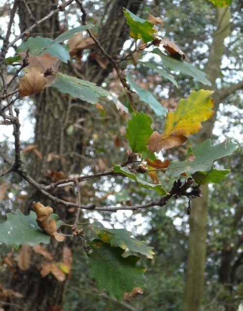 Quercus cerrioides: Quercus cerrioides leaves. Collserola, Catalonia. I made the photo on january 21st 2007.