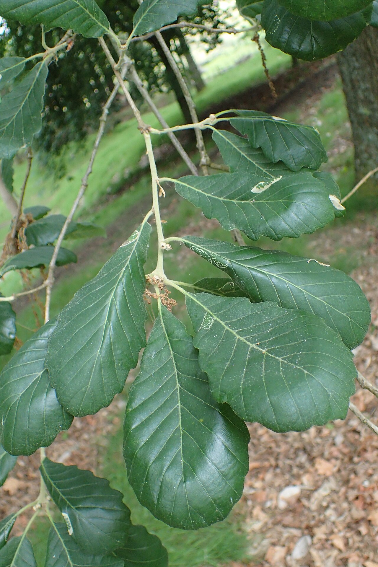 Quercus cerrioides: Quercus × anselmii (Q. pubescens x canariensis) in Hackfalls Arboretum, Hawkes's Bay