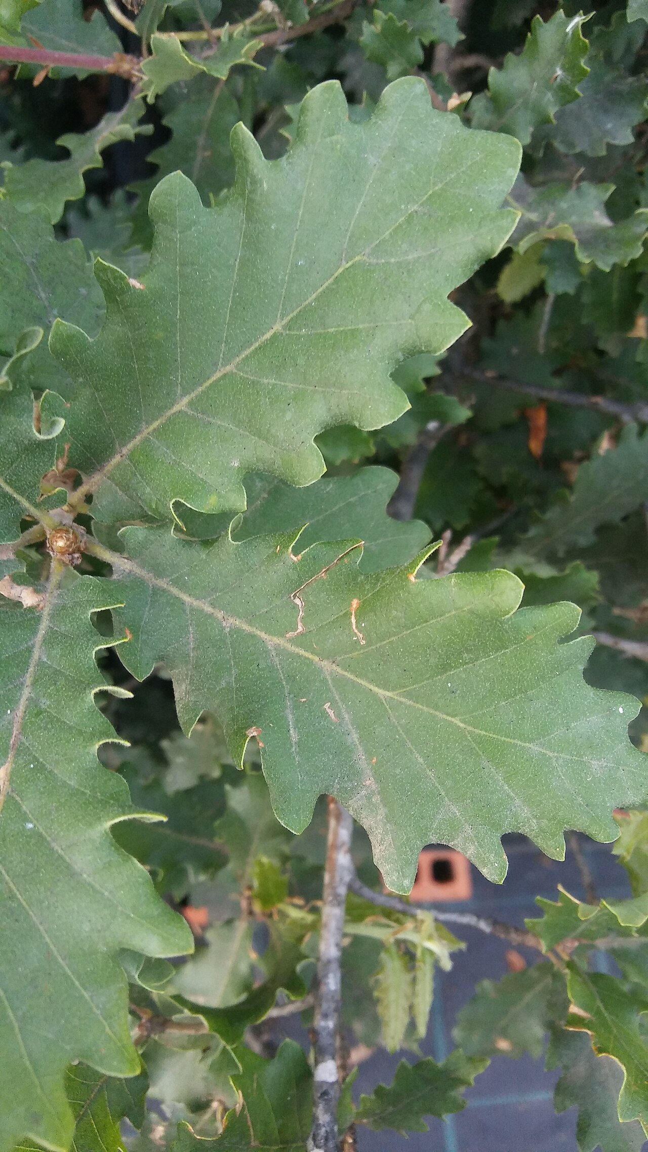 Quercus cerrioides: Hojas de Quercus cerrioides. Vivero Forestal de ARBA Litoral. Cubelles.