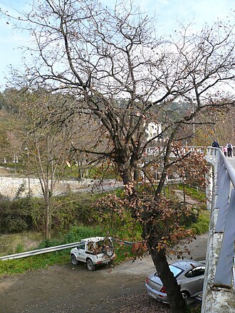 Quercus cerrioides: Quercus cerrioides in Les Planes, Collserola, Catalonia. I made the photo on january 21st 2007.