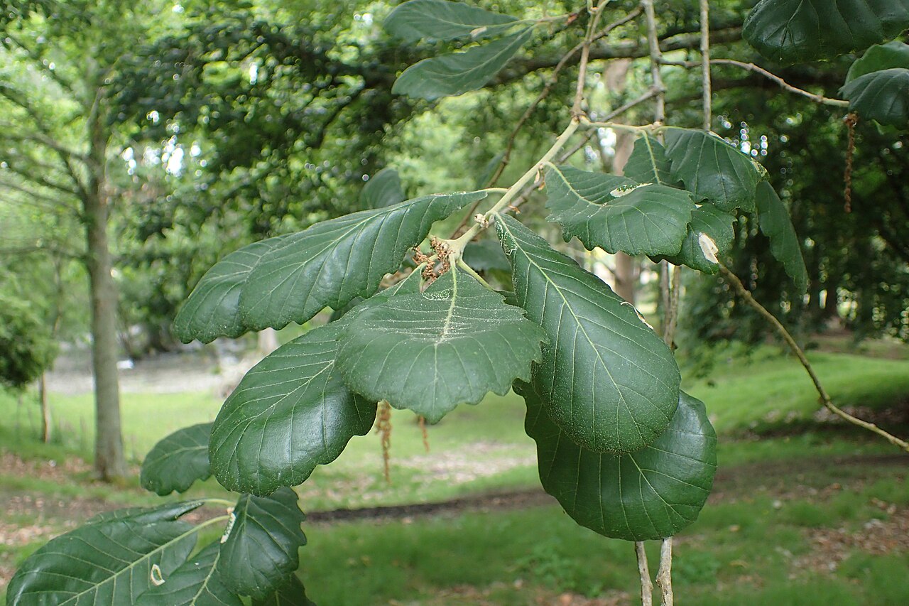 Quercus cerrioides: Quercus × anselmii (Q. pubescens x canariensis) in Hackfalls Arboretum, Hawkes's Bay