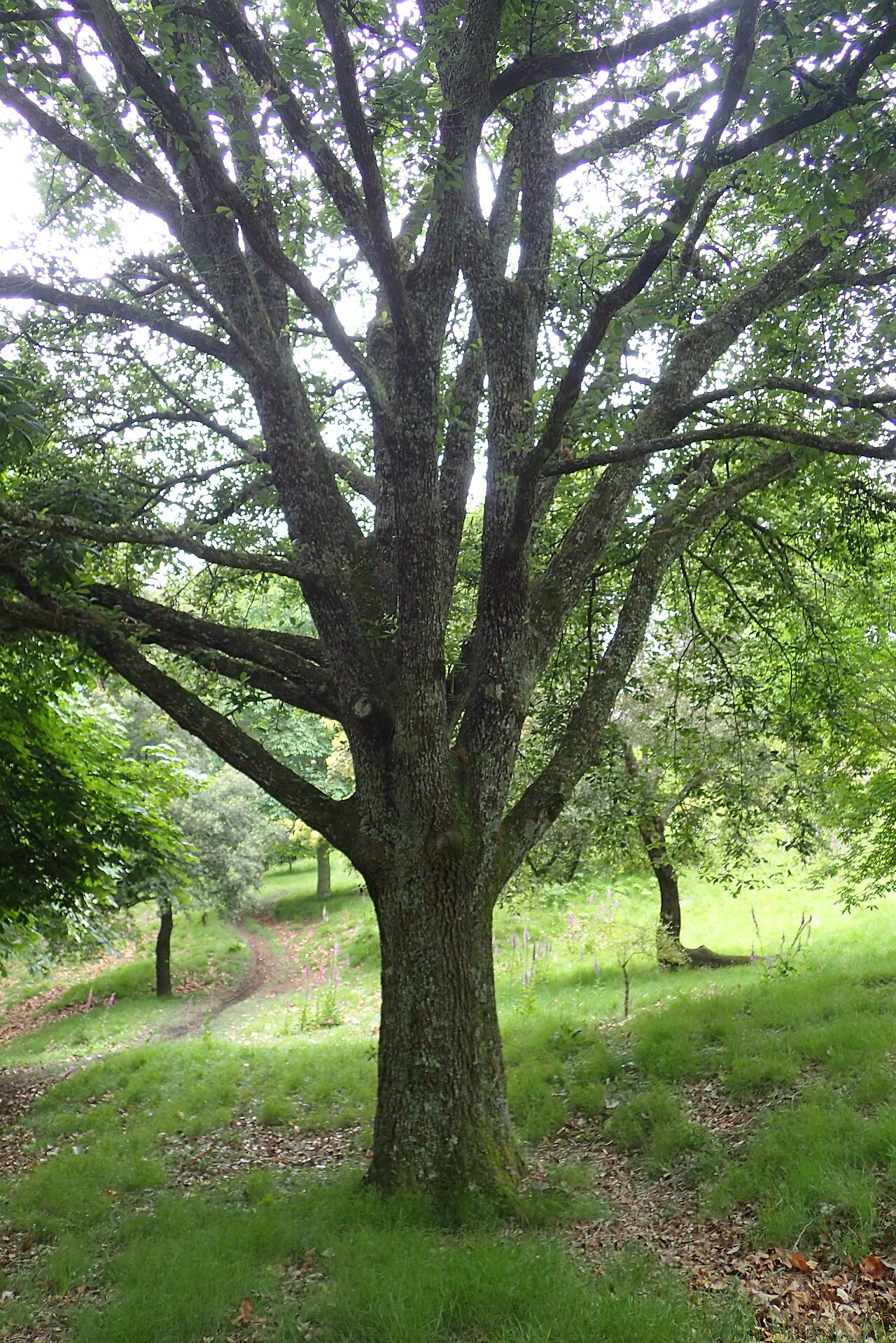 Quercus cerrioides: Quercus × anselmii (Q. pubescens x canariensis) in Hackfalls Arboretum, Hawkes's Bay