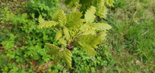 European turkey oak (Quercus cerris)