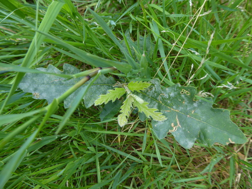European turkey oak (Quercus cerris)