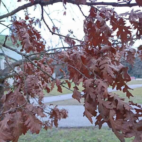 European turkey oak (Quercus cerris)