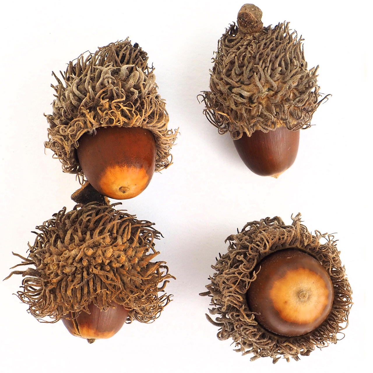 European turkey oak: Quercus cerris; ripe acorns (November), Slovakia