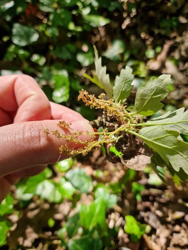 European turkey oak (Quercus cerris)