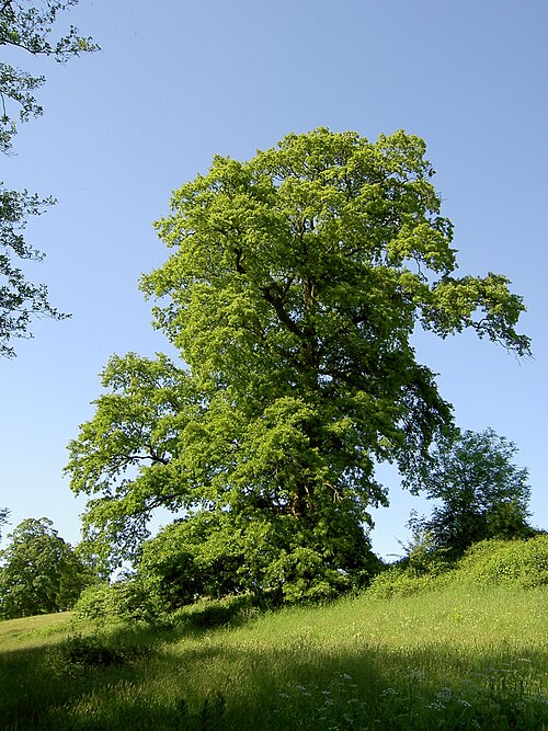 European turkey oak (Quercus cerris)