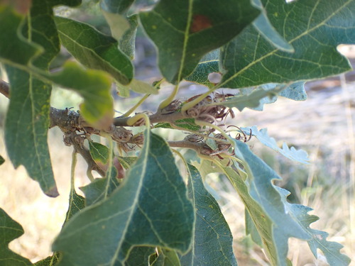 European turkey oak (Quercus cerris)