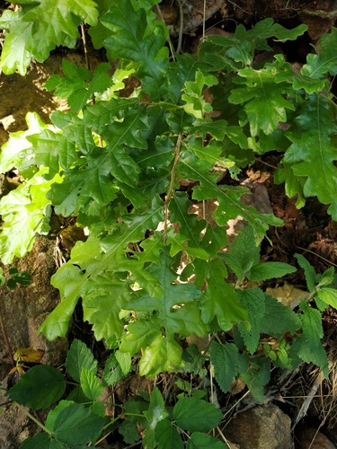 European turkey oak (Quercus cerris)