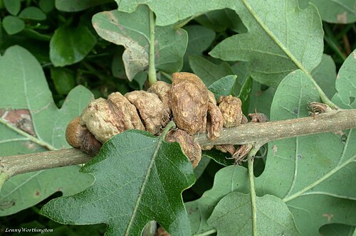 European turkey oak: Maidenhead Buckinghamshire