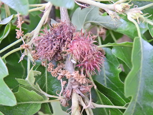 European turkey oak (Quercus cerris)