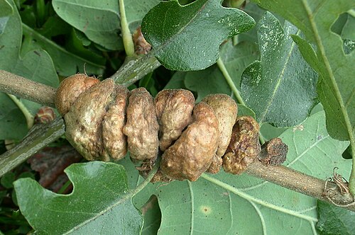 European turkey oak: Maidenhead Bucks. September 2004