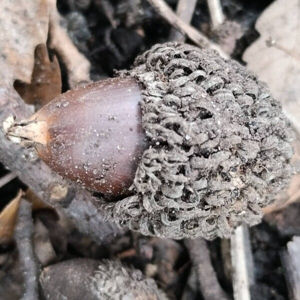 European turkey oak (Quercus cerris)