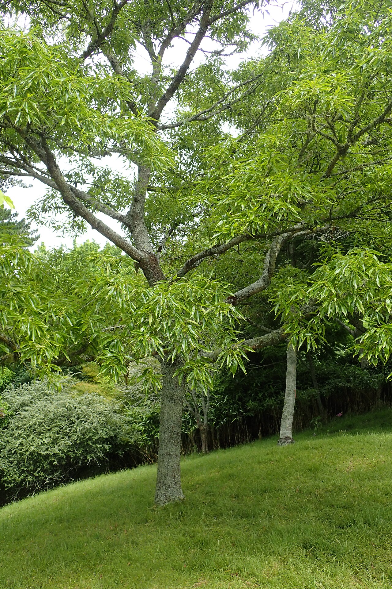 Xiao ye li: Quercus chenii in Hackfalls Arboretum, Hawkes's Bay, NZ