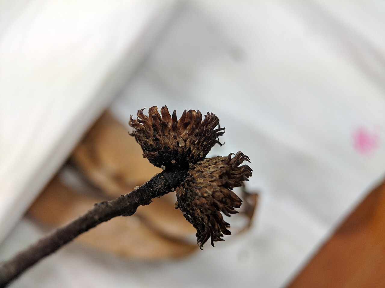 Xiao ye li: Quercus chenii , photographed in Central China Normal University, Wuhan, Hubei Province, China