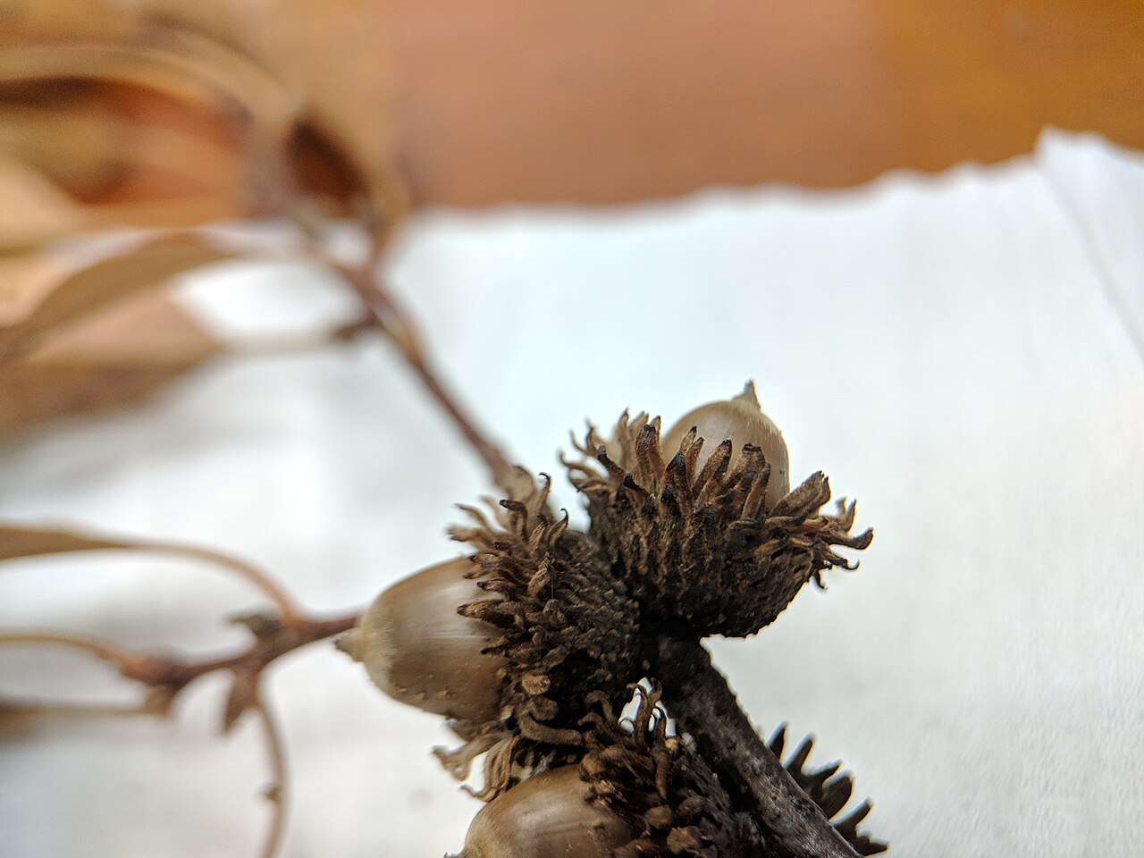 Xiao ye li: Quercus chenii , photographed in Central China Normal University, Wuhan, Hubei Province, China