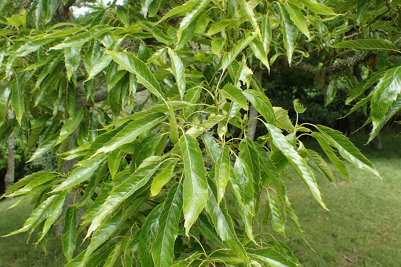 Xiao ye li: Quercus chenii in Hackfalls Arboretum, Hawkes's Bay, NZ