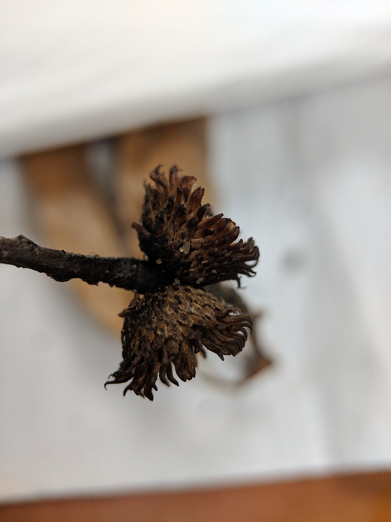 Xiao ye li: Quercus chenii , photographed in Central China Normal University, Wuhan, Hubei Province, China