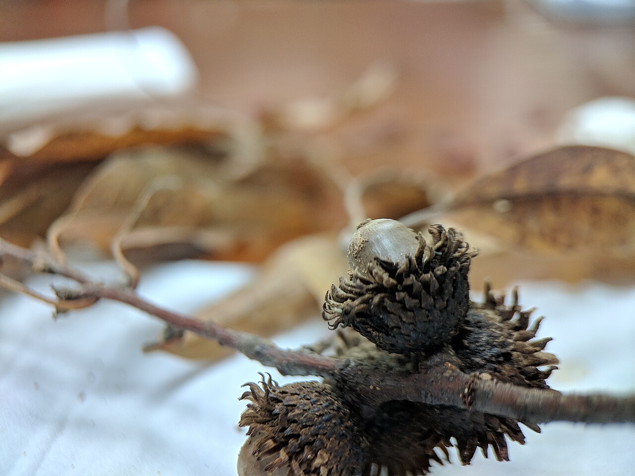 Xiao ye li: Quercus chenii , photographed in Central China Normal University, Wuhan, Hubei Province, China