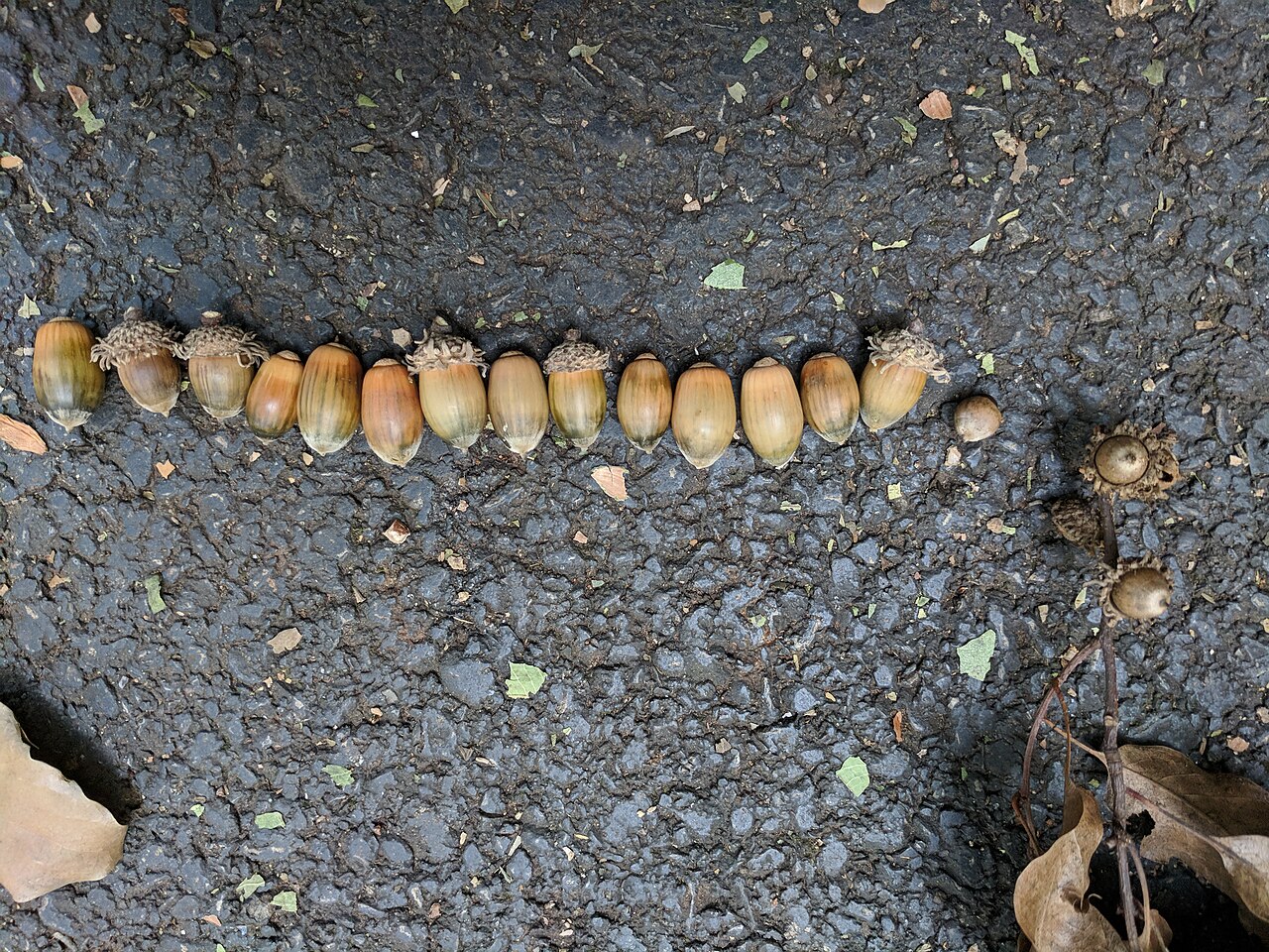 Xiao ye li: Quercus chenii , photographed in Central China Normal University, Wuhan, Hubei Province, China