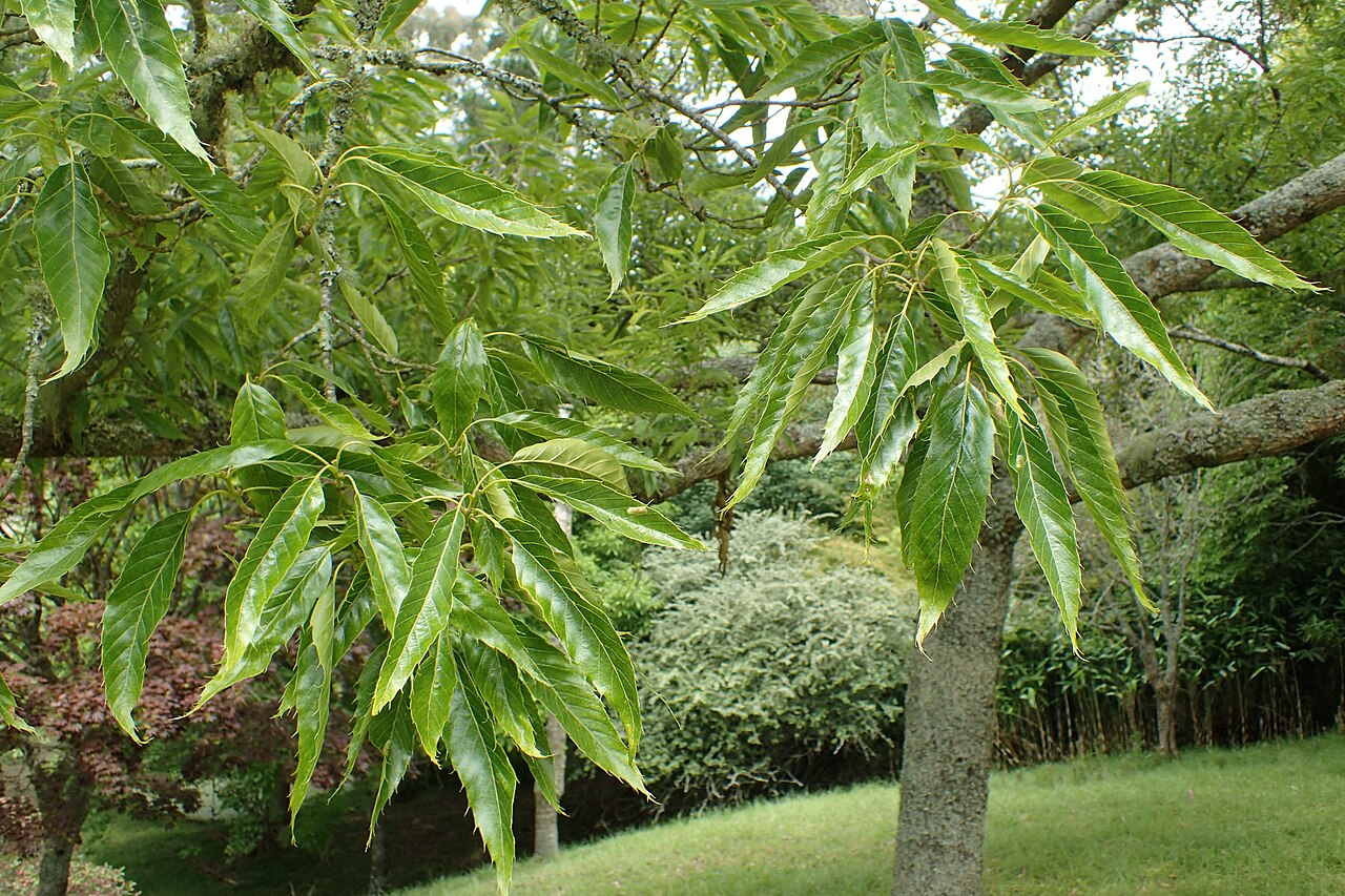 Xiao ye li: Quercus chenii in Hackfalls Arboretum, Hawkes's Bay, NZ