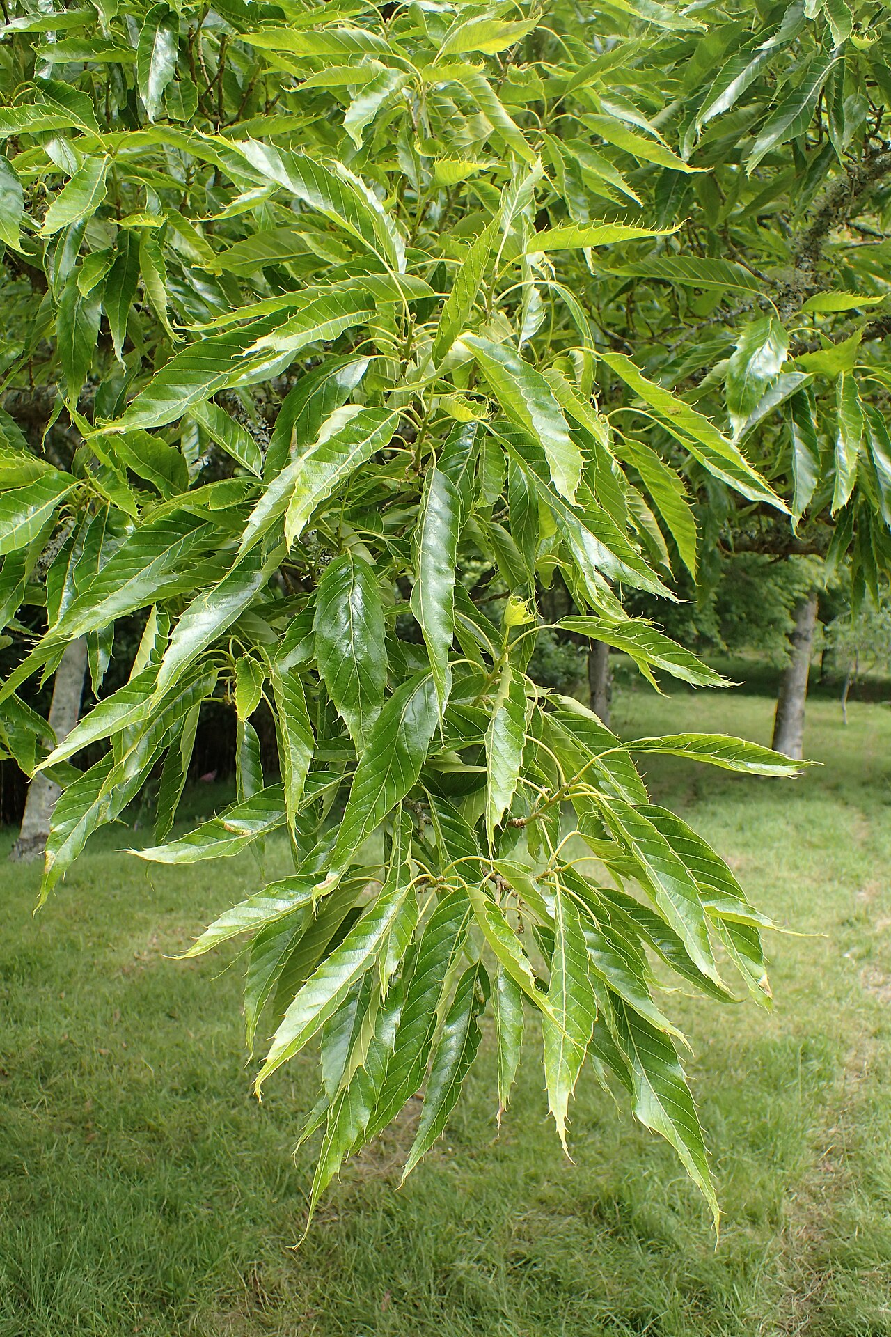 Xiao ye li: Quercus chenii in Hackfalls Arboretum, Hawkes's Bay, NZ