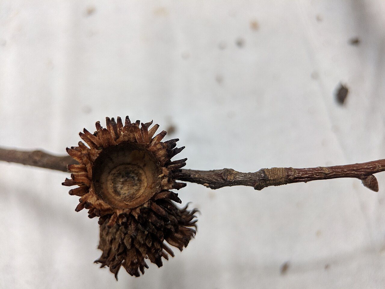 Xiao ye li: Quercus chenii , photographed in Central China Normal University, Wuhan, Hubei Province, China
