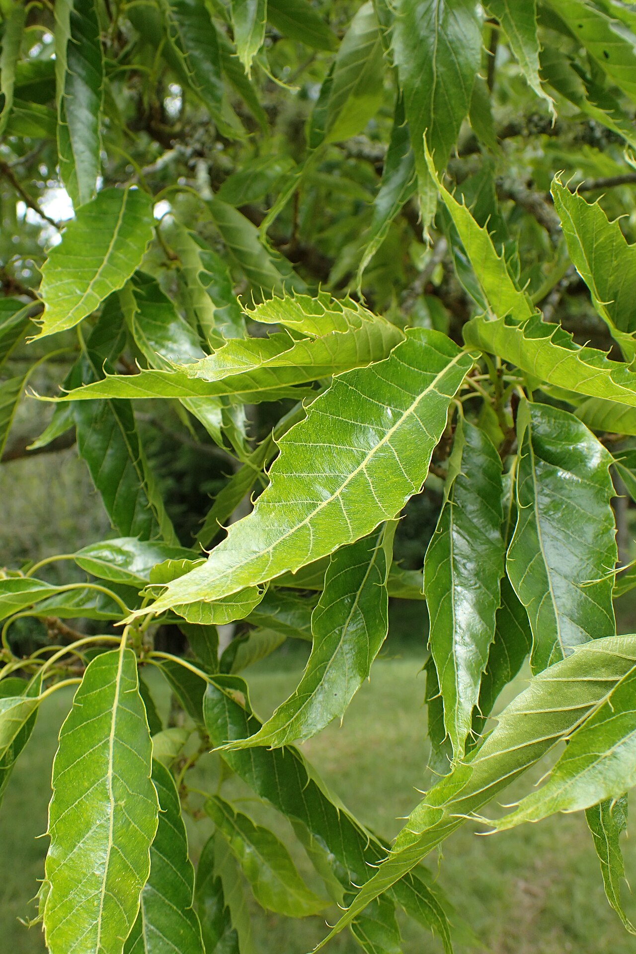 Xiao ye li: Quercus chenii in Hackfalls Arboretum, Hawkes's Bay, NZ