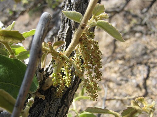 Chihuahuan oak: Quercus Chihuahua