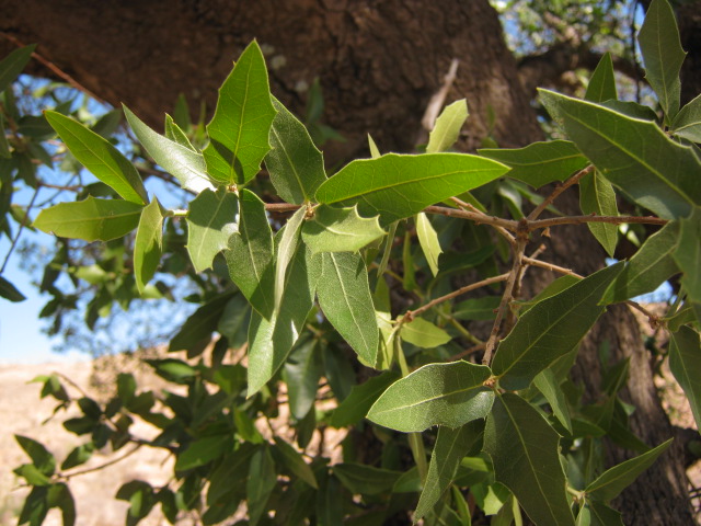 Chihuahuan oak: Quercus Chihuahua follaje