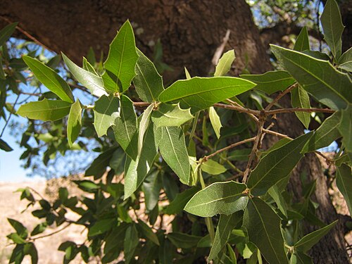 Chihuahuan oak: Quercus Chihuahua follaje