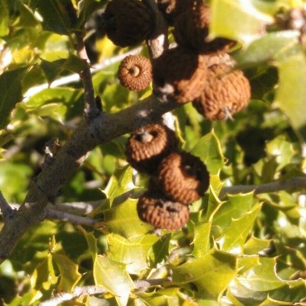 Kermes oak (Quercus coccifera)