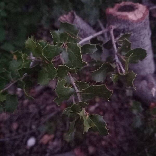 Kermes oak (Quercus coccifera)