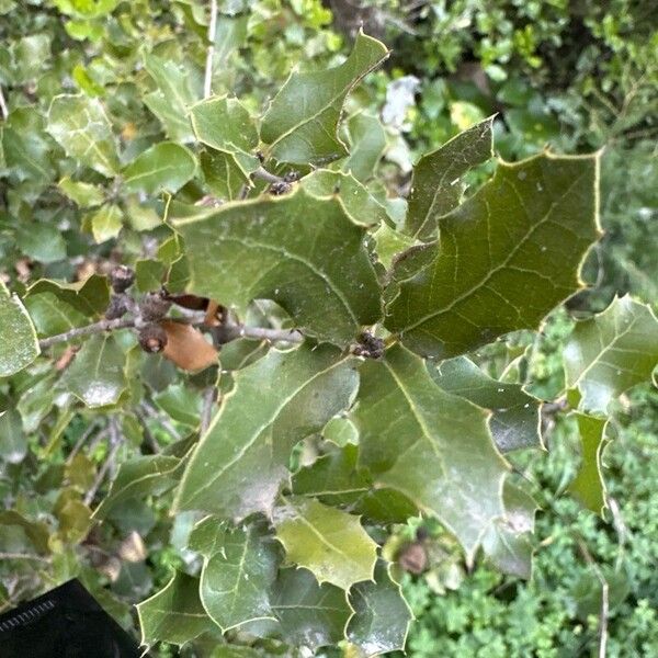 Kermes oak (Quercus coccifera)
