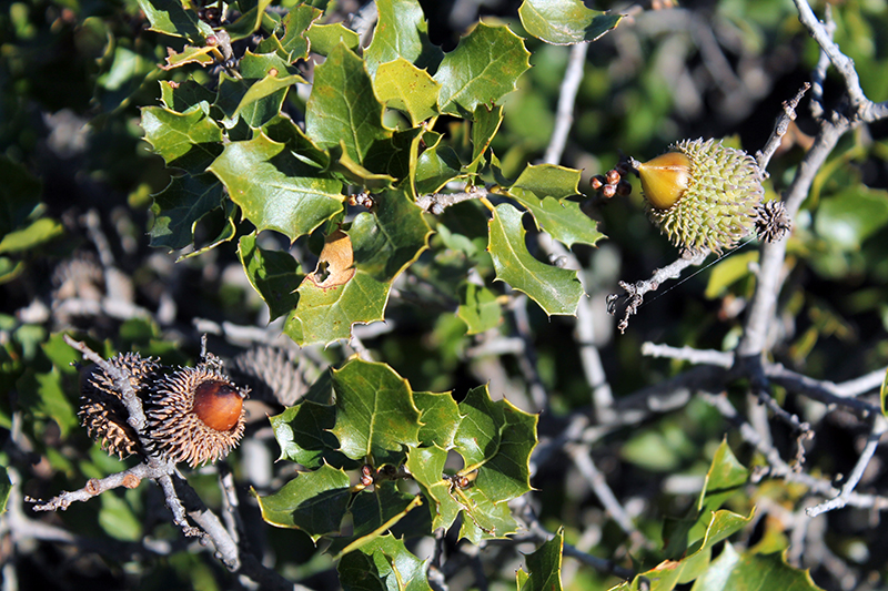 Kermes oak: cbhpziufbzf