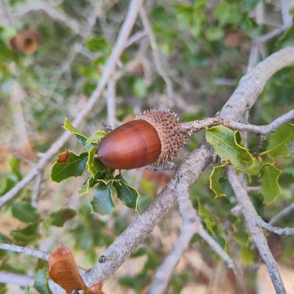 Kermes oak (Quercus coccifera)