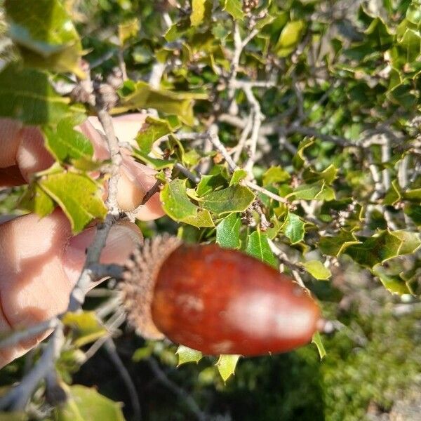 Kermes oak (Quercus coccifera)