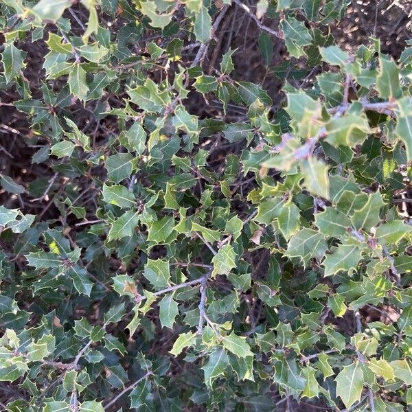 Kermes oak (Quercus coccifera)
