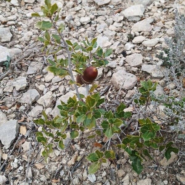 Kermes oak (Quercus coccifera)